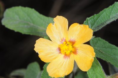 Gaya parviflora, photographed by aacocucci