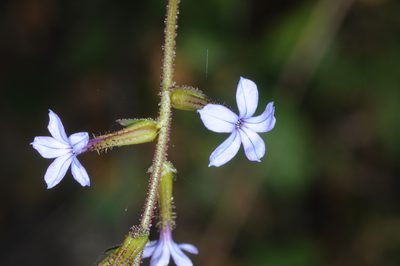 Plumbago caerulea, photographed by aacocucci