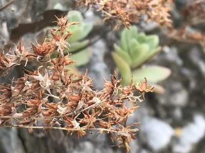 Sedum palmeri, photographed by Adriana Nelly Correa Sandoval