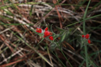 Castilleja scorzonerifolia, photographed by Rafael Torres