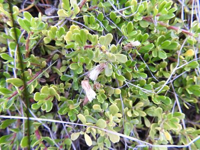 Baccharis magellanica, photographed by María Regina Silva