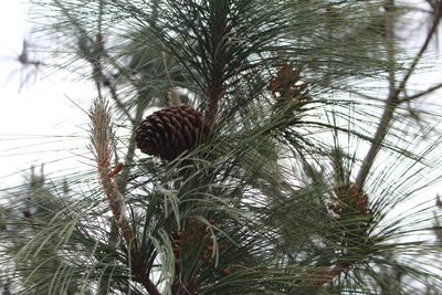 Pinus pseudostrobus, photographed by Rafael Torres