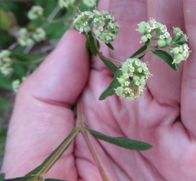 Euphorbia lasiocarpa, photographed by Ben Machado