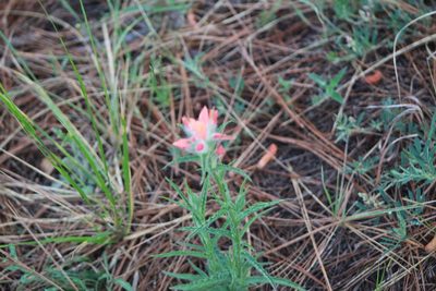 Castilleja scorzonerifolia, photographed by Rafael Torres