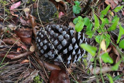Pinus pseudostrobus, photographed by Rafael Torres