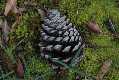 Pinus pseudostrobus, photographed by Rafael Torres