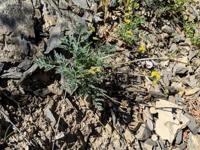 Lomatium observatorium, photographed by Ken-ichi Ueda