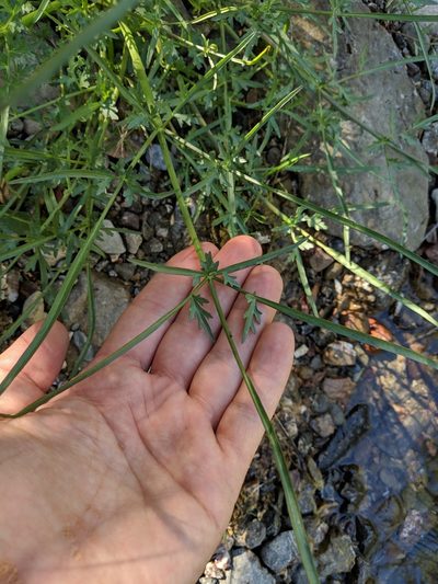 Perideridia californica, photographed by Ken-ichi Ueda