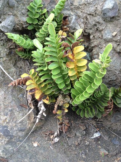 Hymenasplenium trapeziforme, photographed by Bruce Calvert