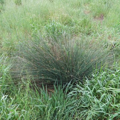 Juncus patens, photographed by Daniel Levitis