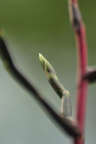 Tillandsia limbata, photographed by Oscar Marín