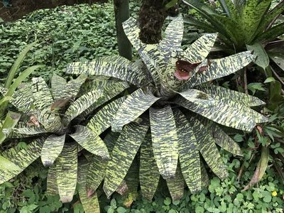 Werauhia kupperiana, photographed by Lena Struwe