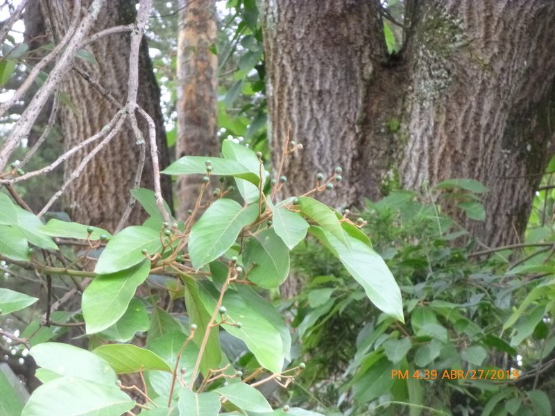 Persea caerulea, photographed by Daniel A. Monsalve Ortiz