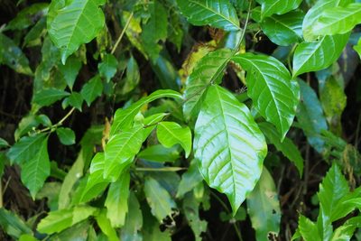 Orixa japonica, photographed by harum.koh