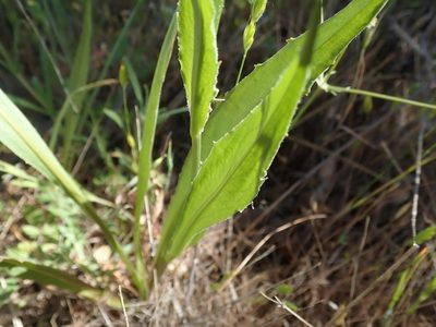 Microseris sylvatica, photographed by joergmlpts