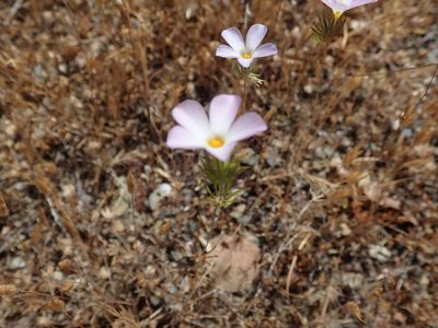 Leptosiphon grandiflorus, photographed by joergmlpts