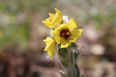 Verbascum boerhavii, photographed by Fabien Piednoir