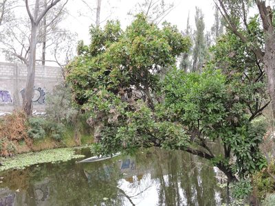Ehretia tinifolia, photographed by Martín Sánchez Vilchis