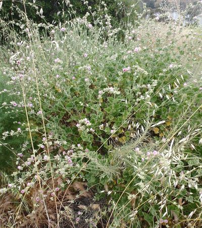 Malacothamnus densiflorus, photographed by Tom and T Herman
