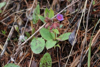 Pulmonaria saccharata, photographed by Fabien Piednoir