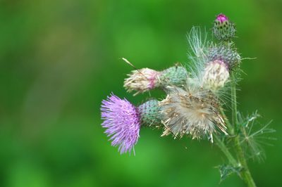 Cirsium mexicanum, photographed by Oscar Marín