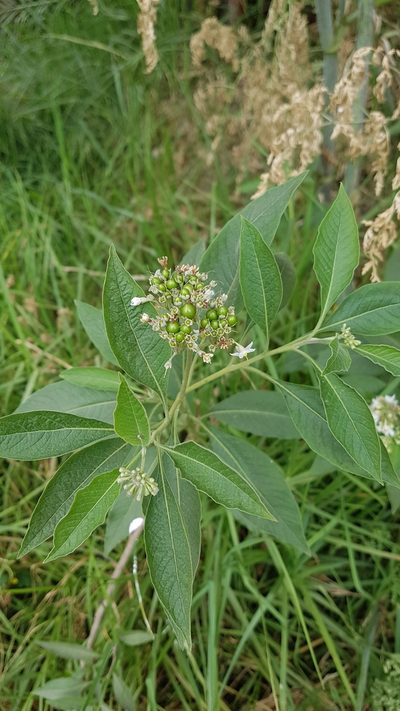 Solanum aligerum, photographed by Martín Sánchez Vilchis
