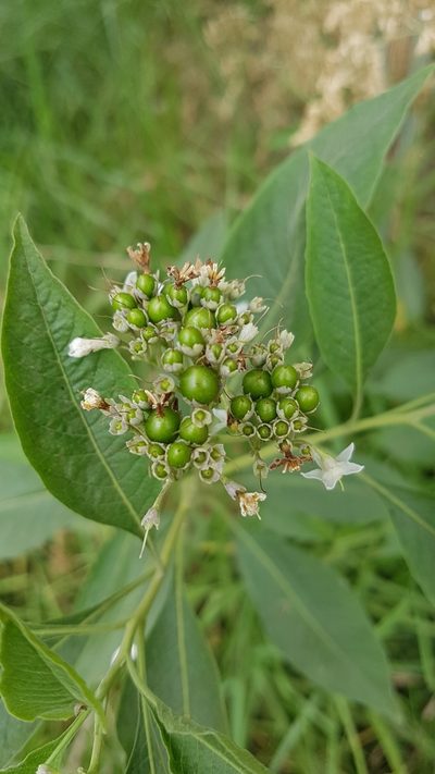 Solanum aligerum, photographed by Martín Sánchez Vilchis