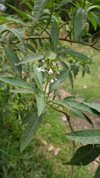 Solanum aligerum, photographed by Martín Sánchez Vilchis