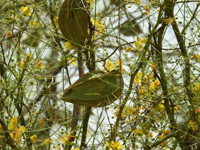 Gonolobus naturalistae, photographed by Francisco Farriols Sarabia