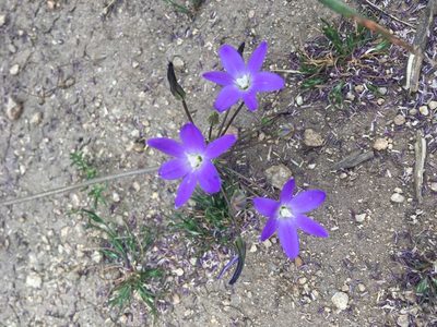 Brodiaea filifolia, photographed by My-Lan Le