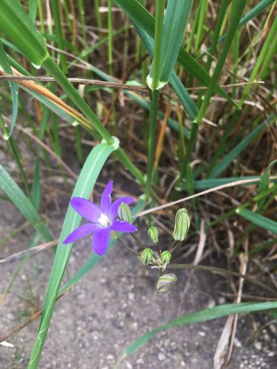 Brodiaea filifolia, photographed by My-Lan Le
