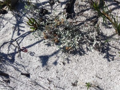 Helichrysum litorale, photographed by Chris Vynbos
