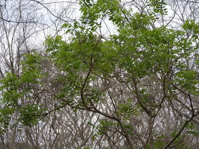 Swietenia humilis, photographed by Francisco Farriols Sarabia