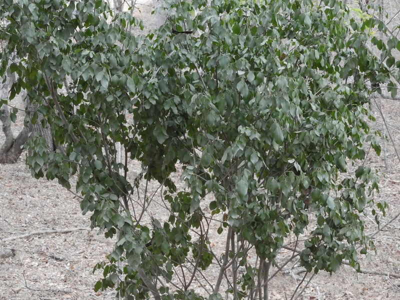 Amyris balsamifera, photographed by Francisco Farriols Sarabia