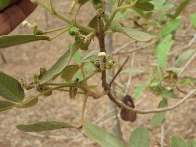 Vitex mollis, photographed by Francisco Farriols Sarabia