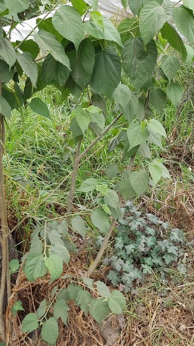 Morus celtidifolia, photographed by Martín Sánchez Vilchis