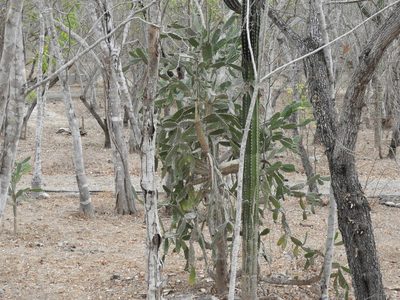 Opuntia karwinskiana, photographed by Francisco Farriols Sarabia