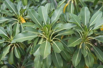 Rauvolfia sandwicensis, photographed by Sonny Gamponia