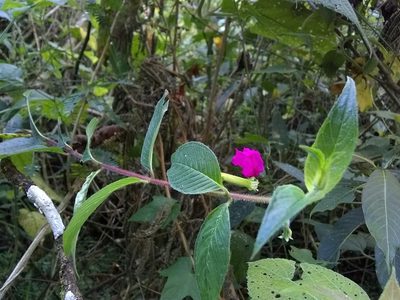 Cuphea nitidula, photographed by Oscar Marín