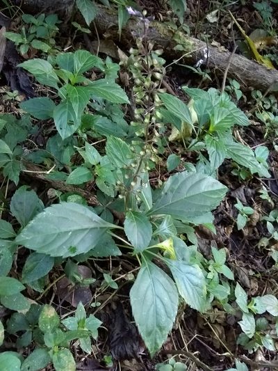 Ocimum carnosum, photographed by Oscar Marín