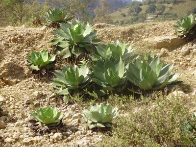 Agave cupreata, photographed by Jose Antonio Aranda Pineda