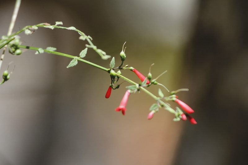 Russelia tenuis, photographed by Juan Cruzado Cortés