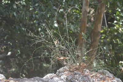 Russelia tenuis, photographed by Juan Cruzado Cortés