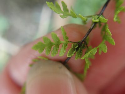 Aleuritopteris chusana, photographed by Meng-Ying Tsai