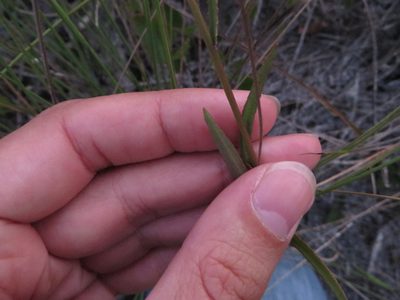 Lobelia glandulosa, photographed by Ben Machado