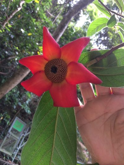 Uvaria grandiflora, photographed by secooke1