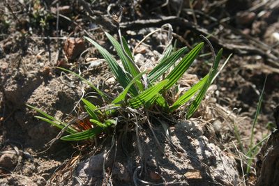 Babiana odorata, photographed by Jacques van der Merwe