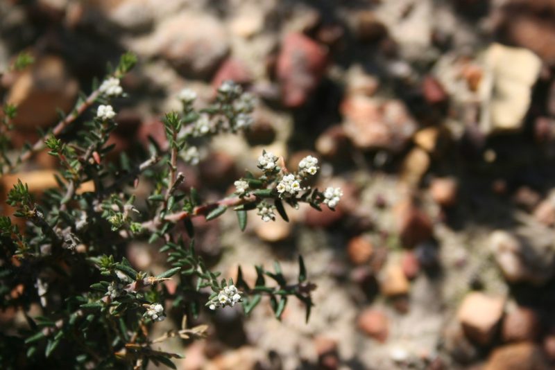 Phylica stenopetala, photographed by Jacques van der Merwe