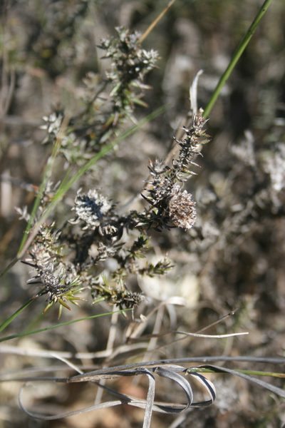 Metalasia capitata, photographed by Jacques van der Merwe