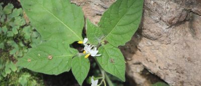 Solanum pruinosum, photographed by José Belem Hernández Díaz